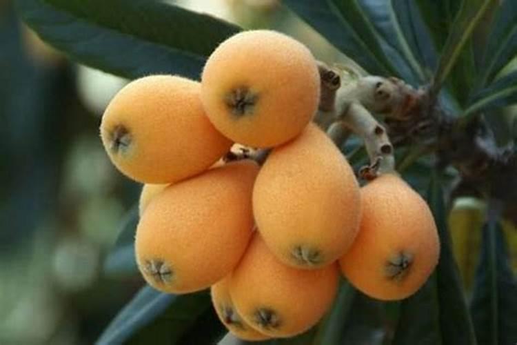 枇杷树能用磷酸二氢钾吗