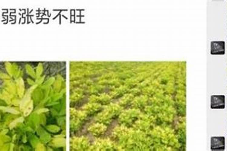 磷肥对小麦有哪些作用？