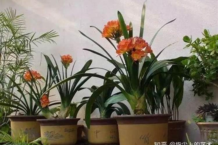 自制底肥用什么好？