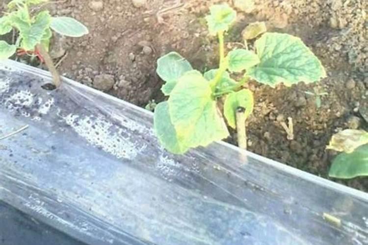 桃子软果的克星