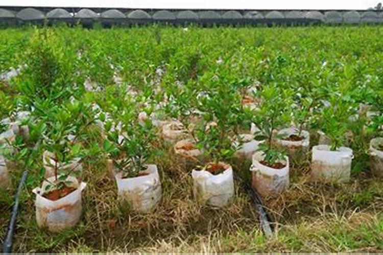 果树苗定植多久上肥果树苗定植几天后施肥最佳