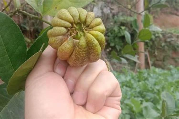 小麦追肥最佳肥料