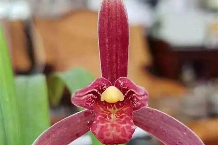 土豆开花时,为了让土豆长的大有人掐到花.合适吗？