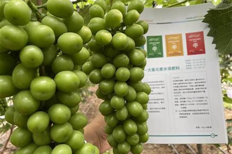 为什么韭菜一定要割三次后开花