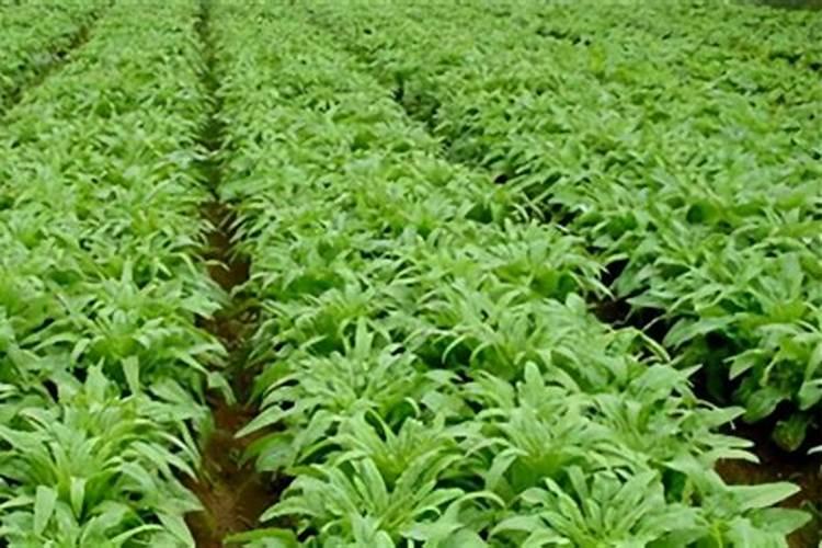 椰子里面的椰果是硬的还是软的？