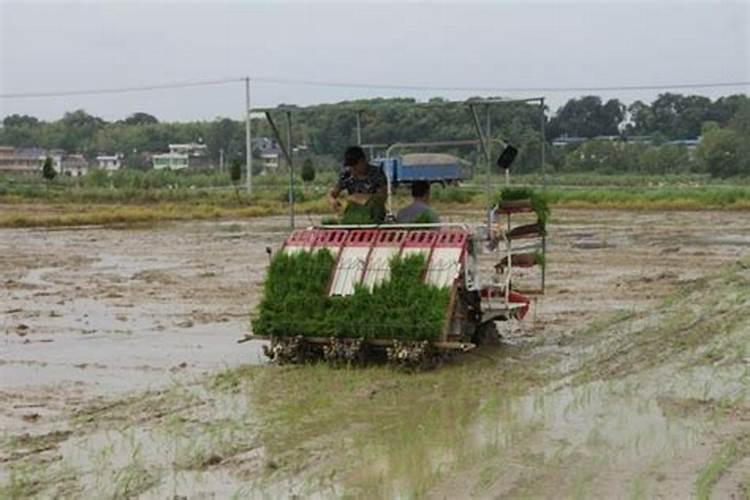 缓控释肥在水稻上的施用技术