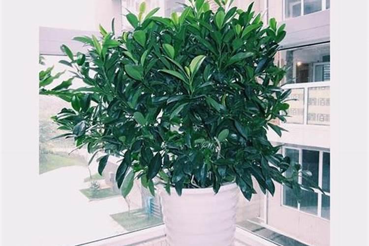 中量元素水溶肥施肥要点及注意事项