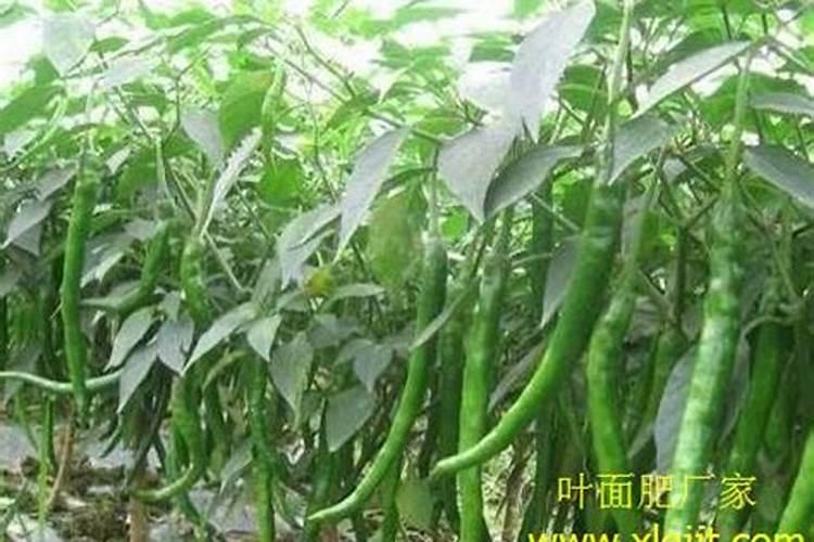 鱼蛋白肥,好的品牌有哪些？