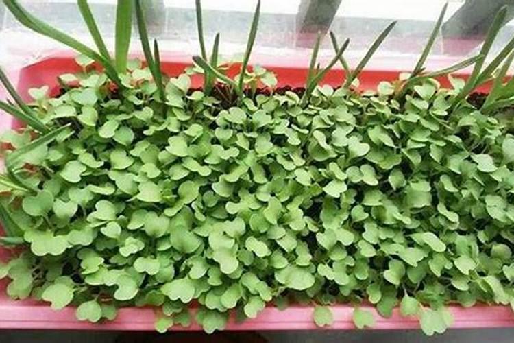 水果玉米施什么肥最好