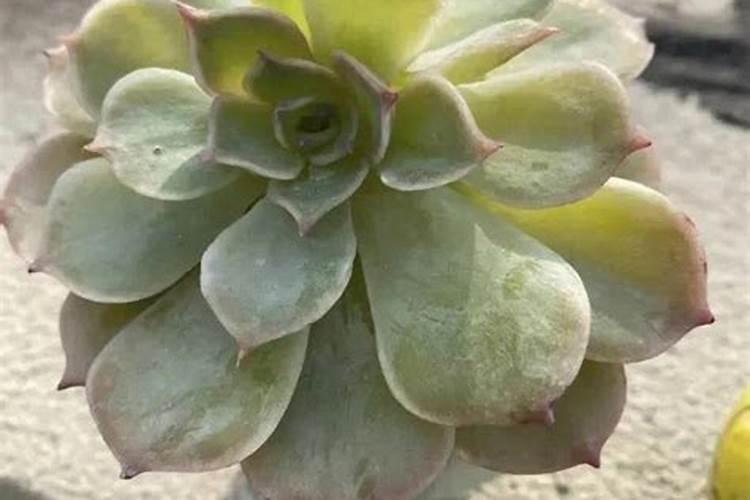 促进坐果的肥料有哪些