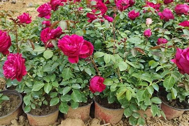 云天化股份有限公司新产品