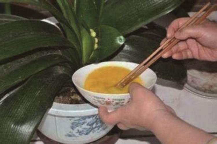 给多肉施肥用什么肥料