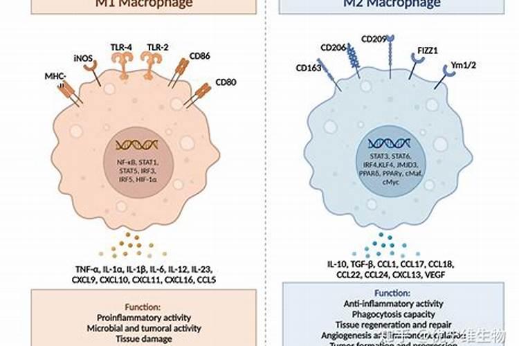 花椒树需要打什么农药