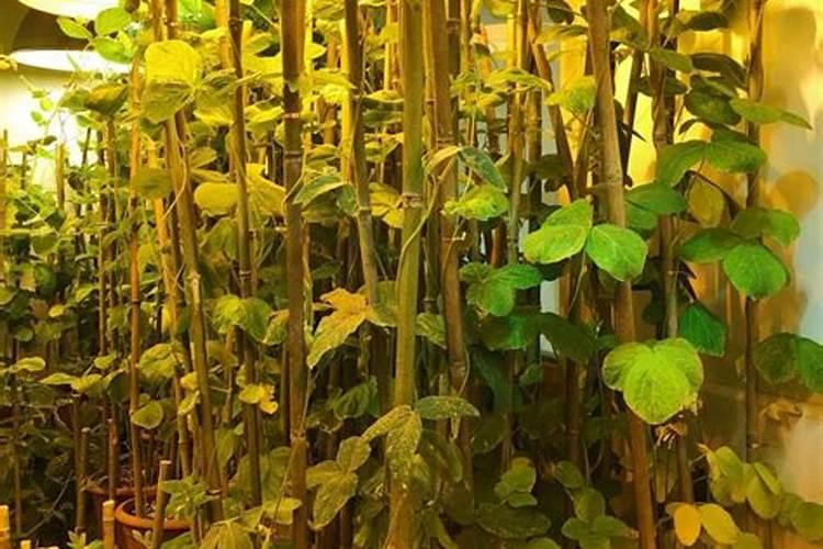 碳酸氢铵和尿素含的氮是一样的吗