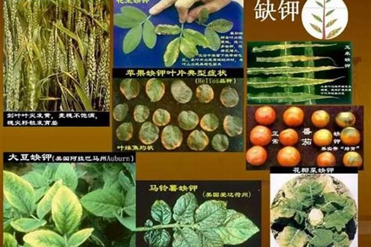 莲藕施什么肥最好