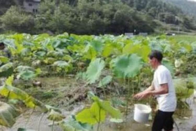 莲藕常见病害有哪些 莲藕病害怎么防治