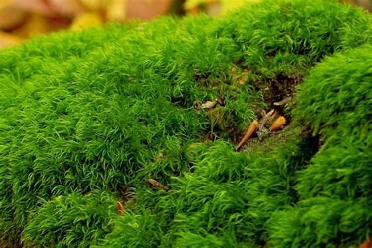 除青苔最好方法