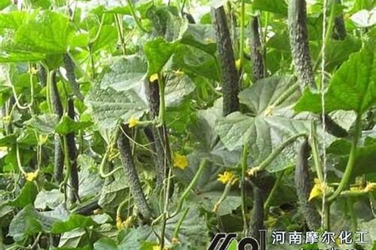 小麦抽穗期可以喷打红糖水吗？