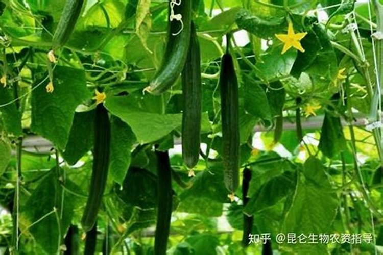 海椒苗起干圆点