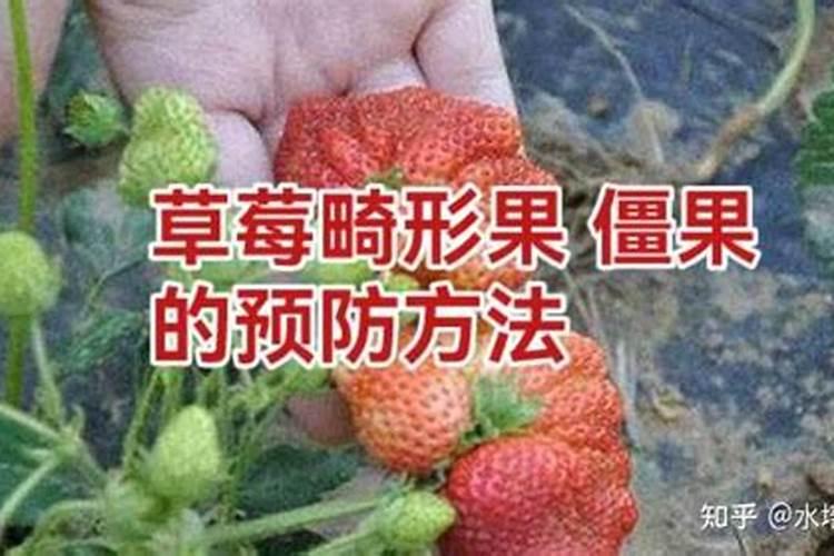 大蒜叶子发黄怎么回事