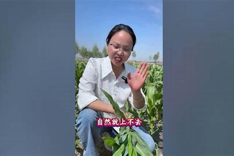 钾肥的正确使用方法