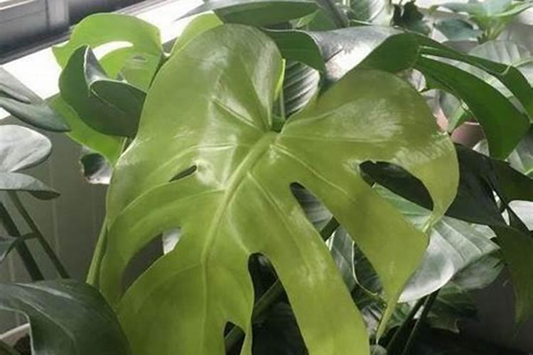 南瓜追肥用什么肥料好