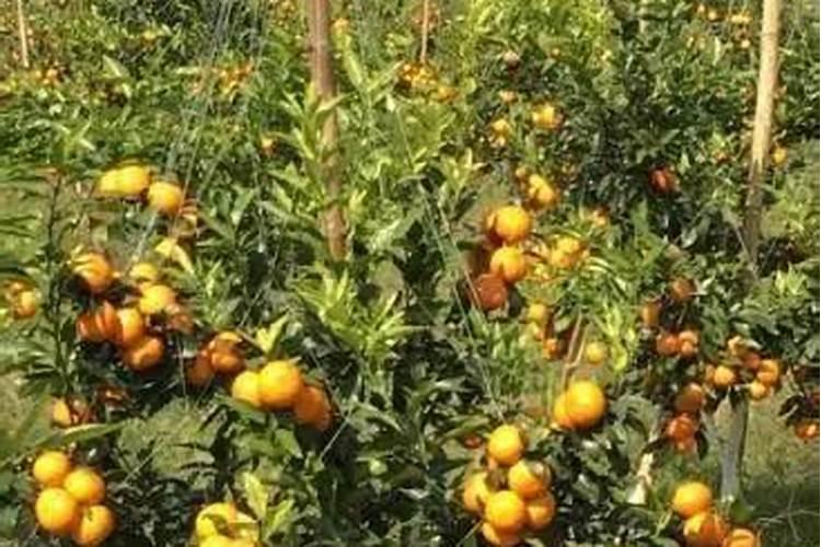 钙镁硼和平衡素叶面肥能混合吗？