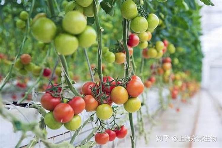 枣树用什么肥料又大又甜