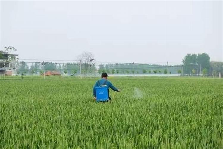芸苔素内酯可以滴灌冲施吗一亩地冲是多少？