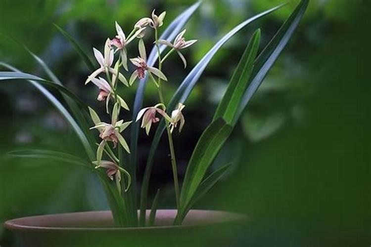 兰花开花后怎么处理