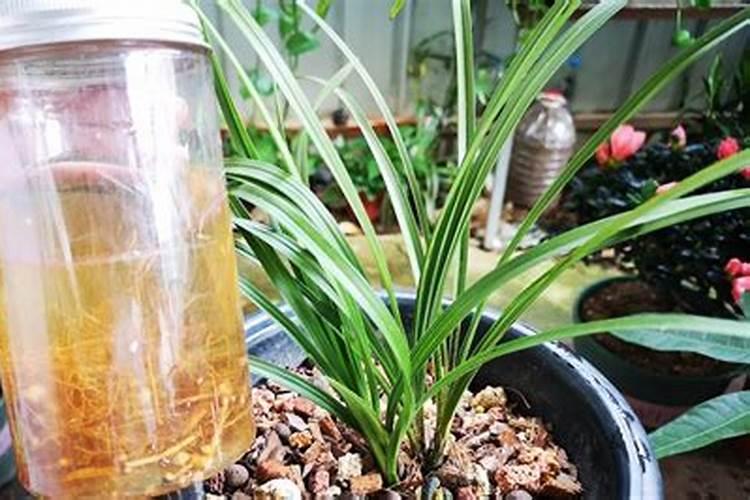 兰花春天什么时候施肥 兰花施肥方法