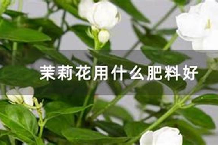 金豆盆景用什么肥料最好？