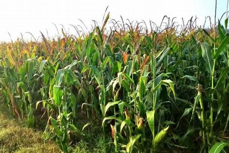 玉米攻苞肥施什么肥料好 什么时候使用好