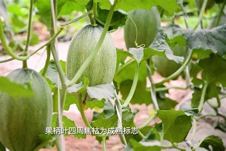 哈密瓜是我国新疆特有的一种水果,口味甜美,哈密瓜该怎么施肥呢？百度...