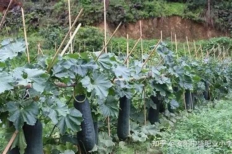 葡萄开花期能浇水吗