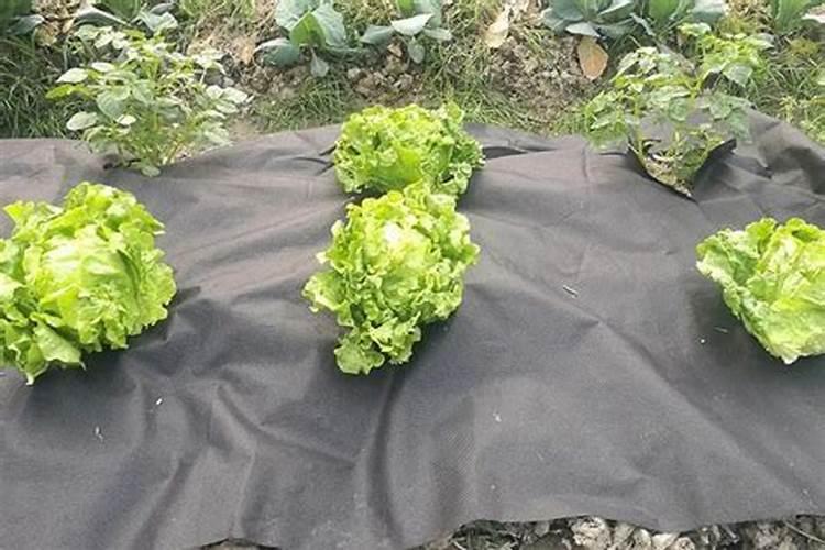 长寿花花期怎么管理 如何管理花期的长寿花