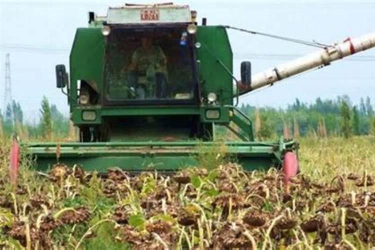 食葵能喷施芸苔素吗