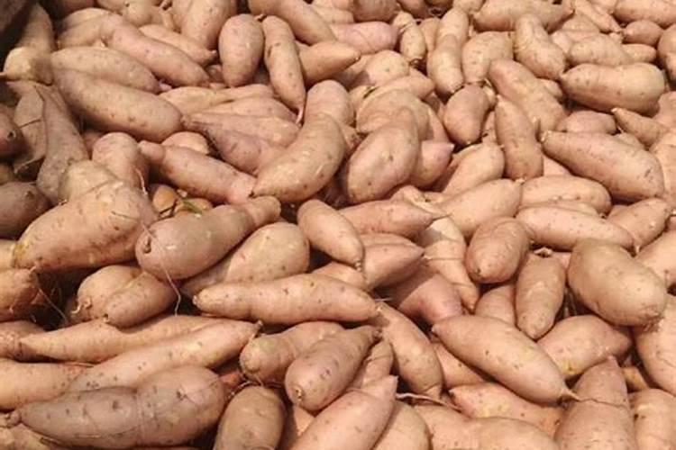 鱼蛋白胨、骨蛋白胨、大豆蛋白胨有什么区别吗？