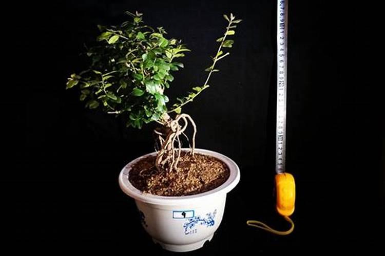 兰引三号草冬天施什么肥