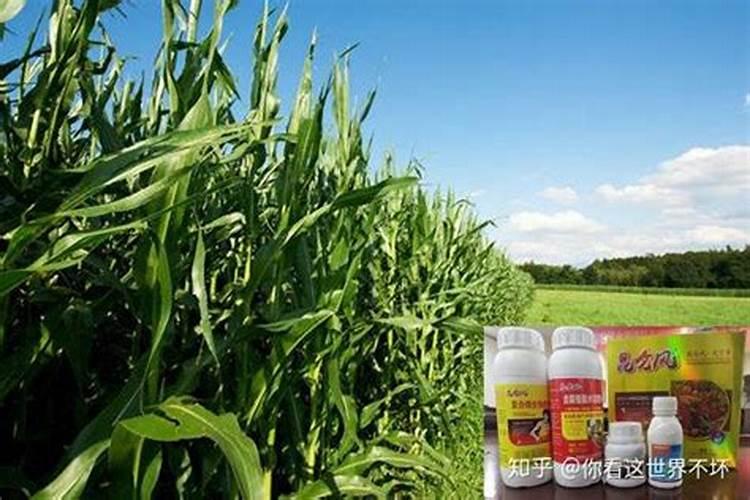 打了玉米控旺要10天可以打叶面肥吗？