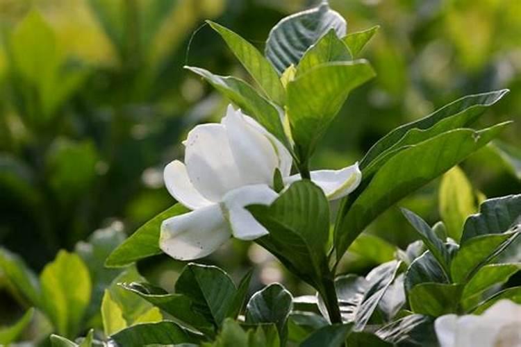 刚买的栀子总发黄？学1招,3天黄叶变绿叶,花朵咕噜噜冒!