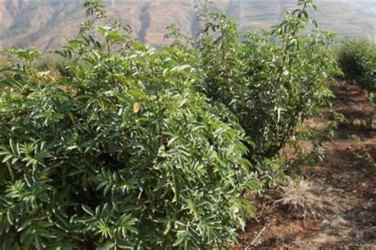 花菜亩产量多少斤