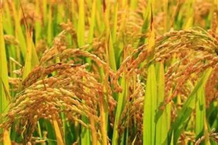 早熟苹果什么时候施钾肥最好？