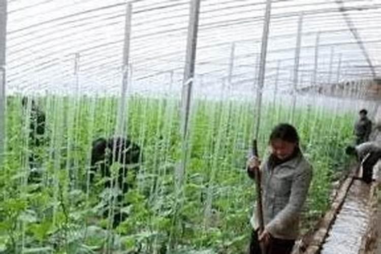 磷肥能和复合肥一起施吗