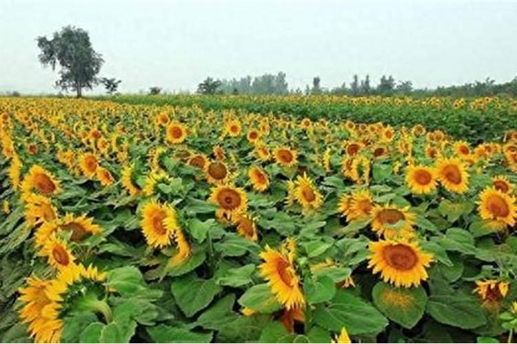 四季豆种子催芽方法 温水与浸种催芽育苗方法