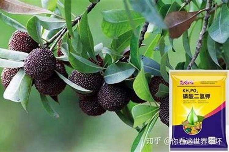 如何给杨梅施肥才能获得高产呢？需要注意哪些方面？