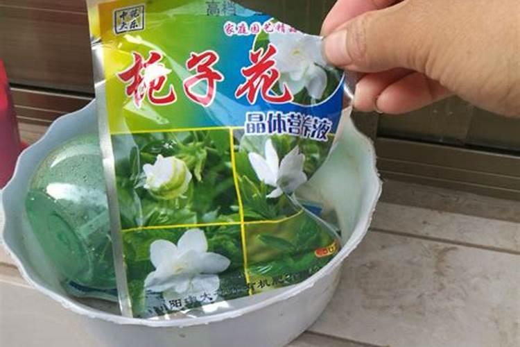 怎样给长寿花施肥