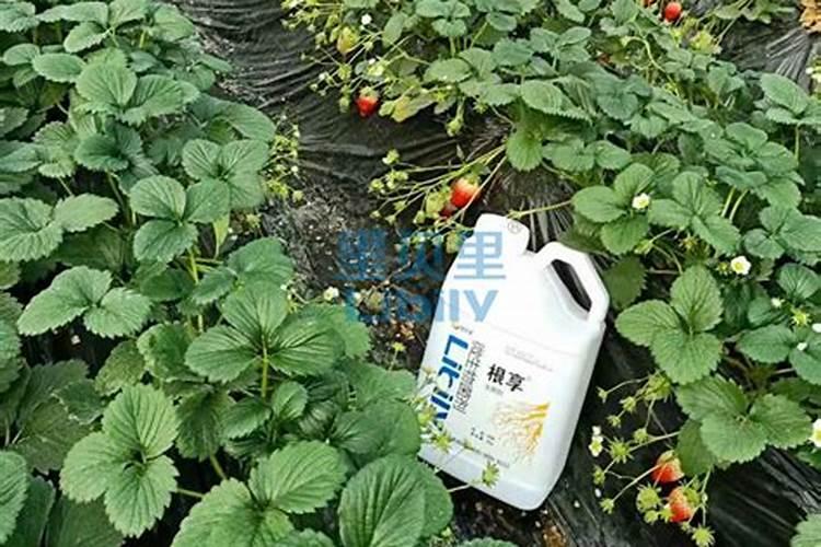 能说说高钾肥料的配方内容吗？
