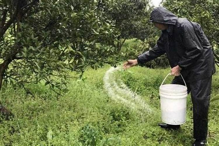 芸豆什么时候施肥