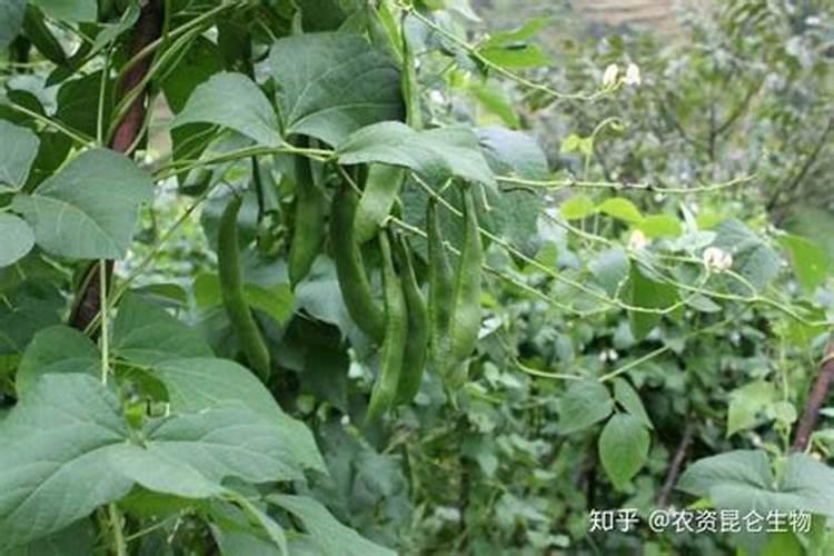 芸豆开花后冲什么肥料